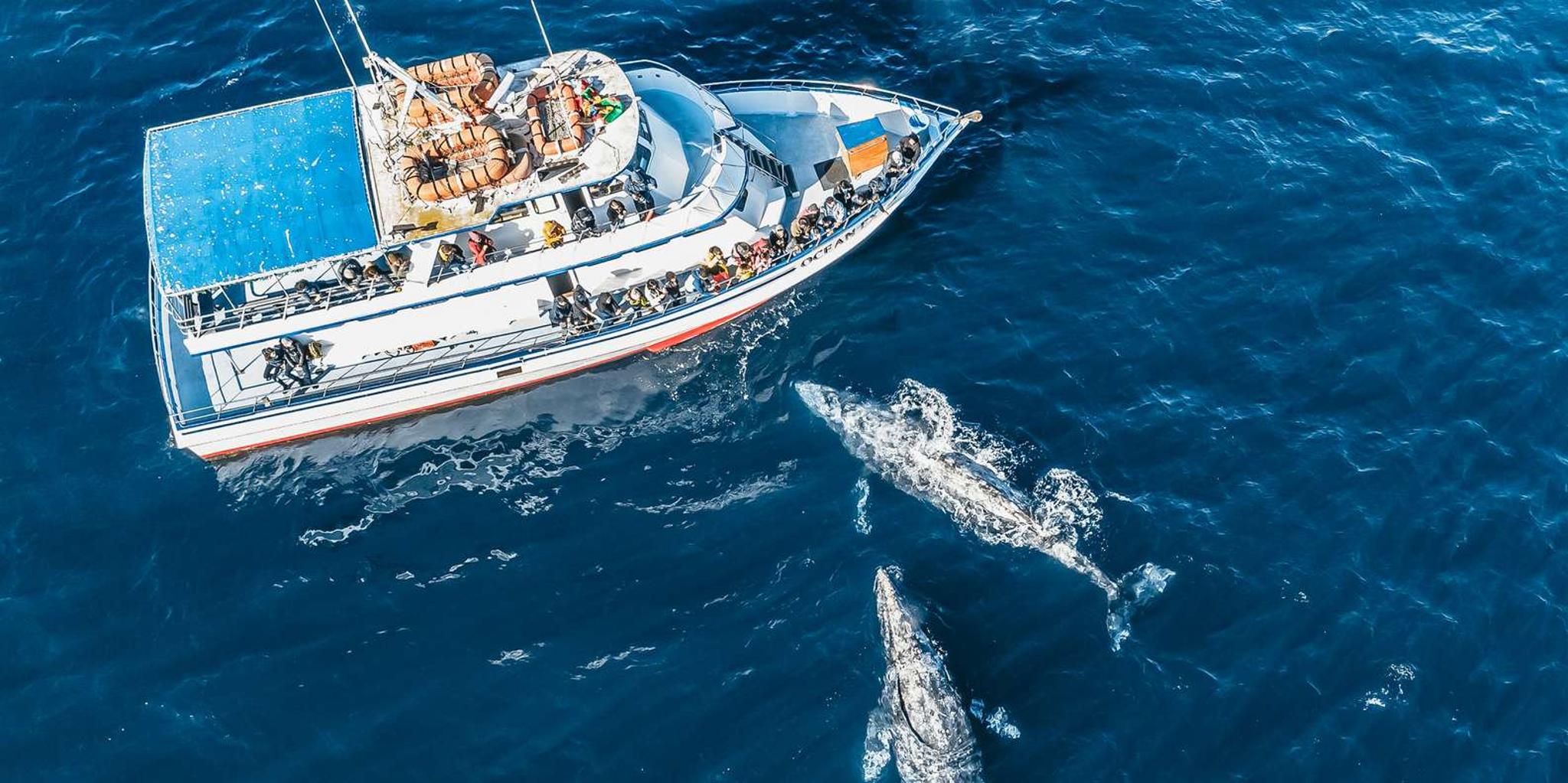 Newport Beach Whale-Watching Cruise - Image 6