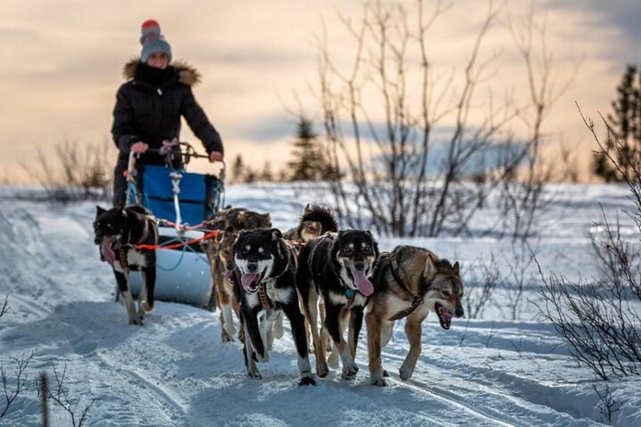 Fairbanks Dog Sledding Adventure Overnight