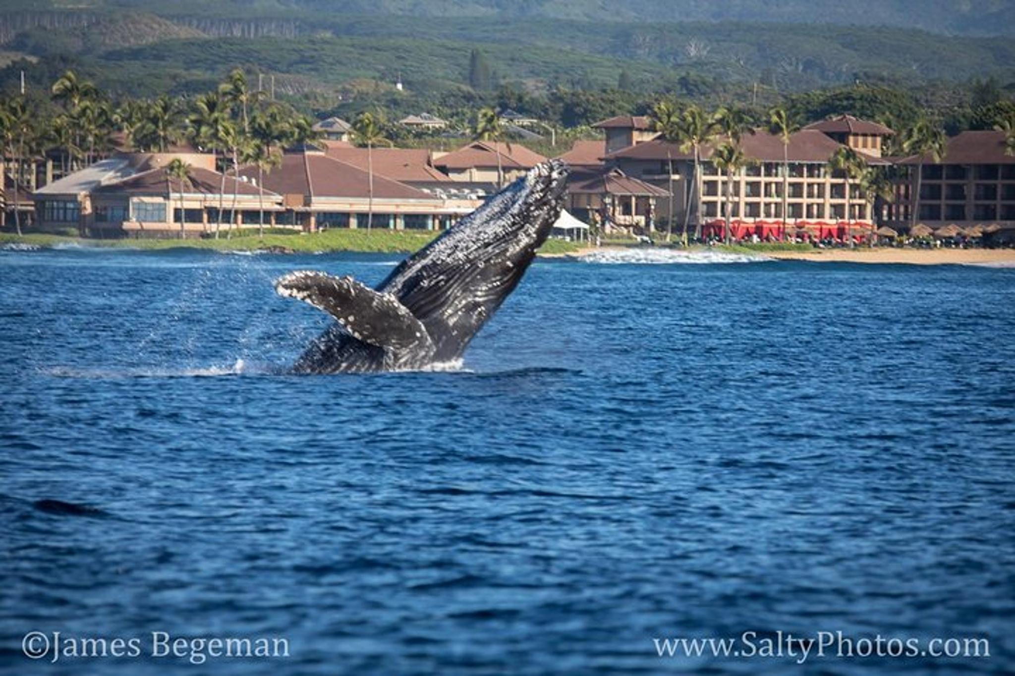 Kauai Whale and Dolphin Zodiac Boat Adventure - Image 5