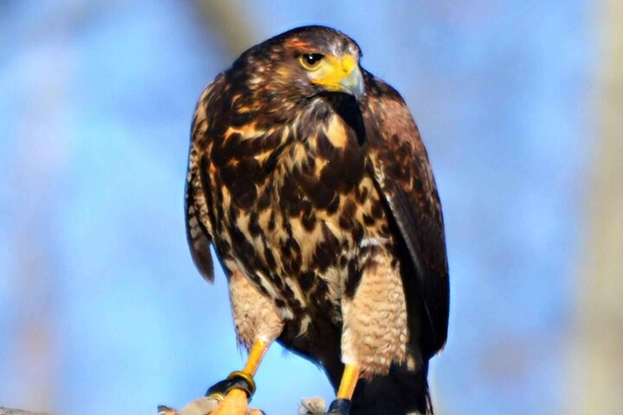 Colorado Springs Falconry Class and Demonstration - Image 5