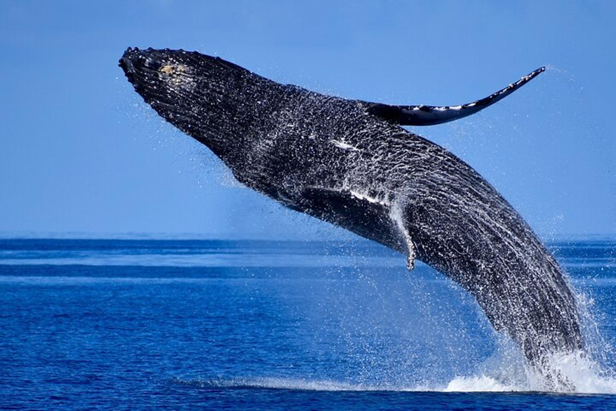 Waikoloa Whale Watching Cruise 90 Min