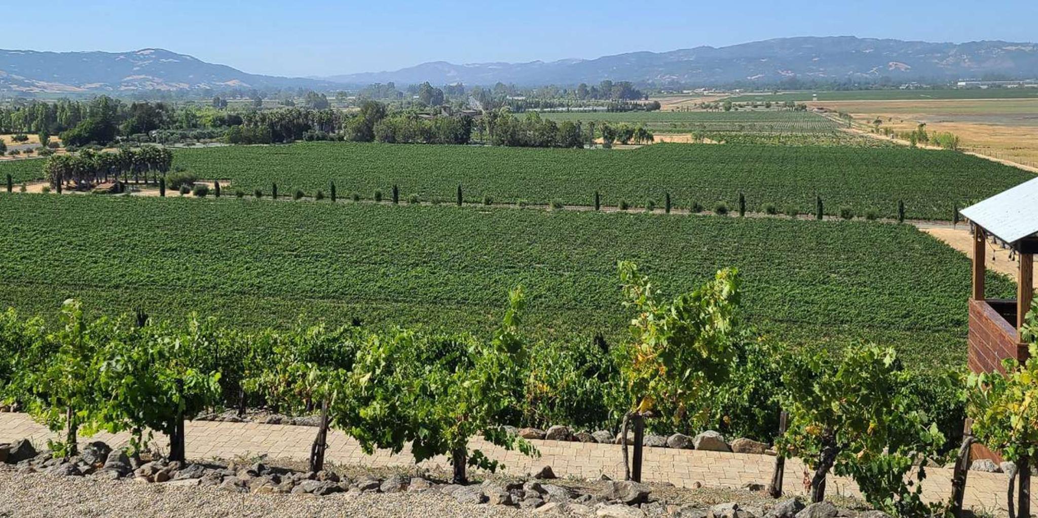 San Francisco Wine Tour with Tastings Half-Day