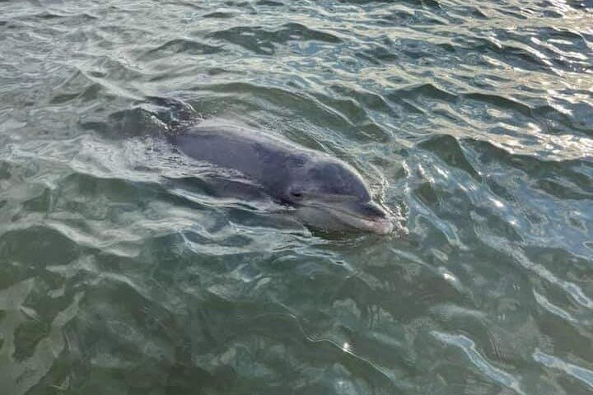 Hilton Head Island Dolphin Boat Tour - Image 3