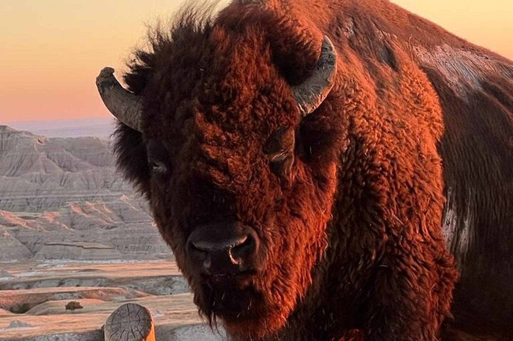 Badlands Wildlife Expedition