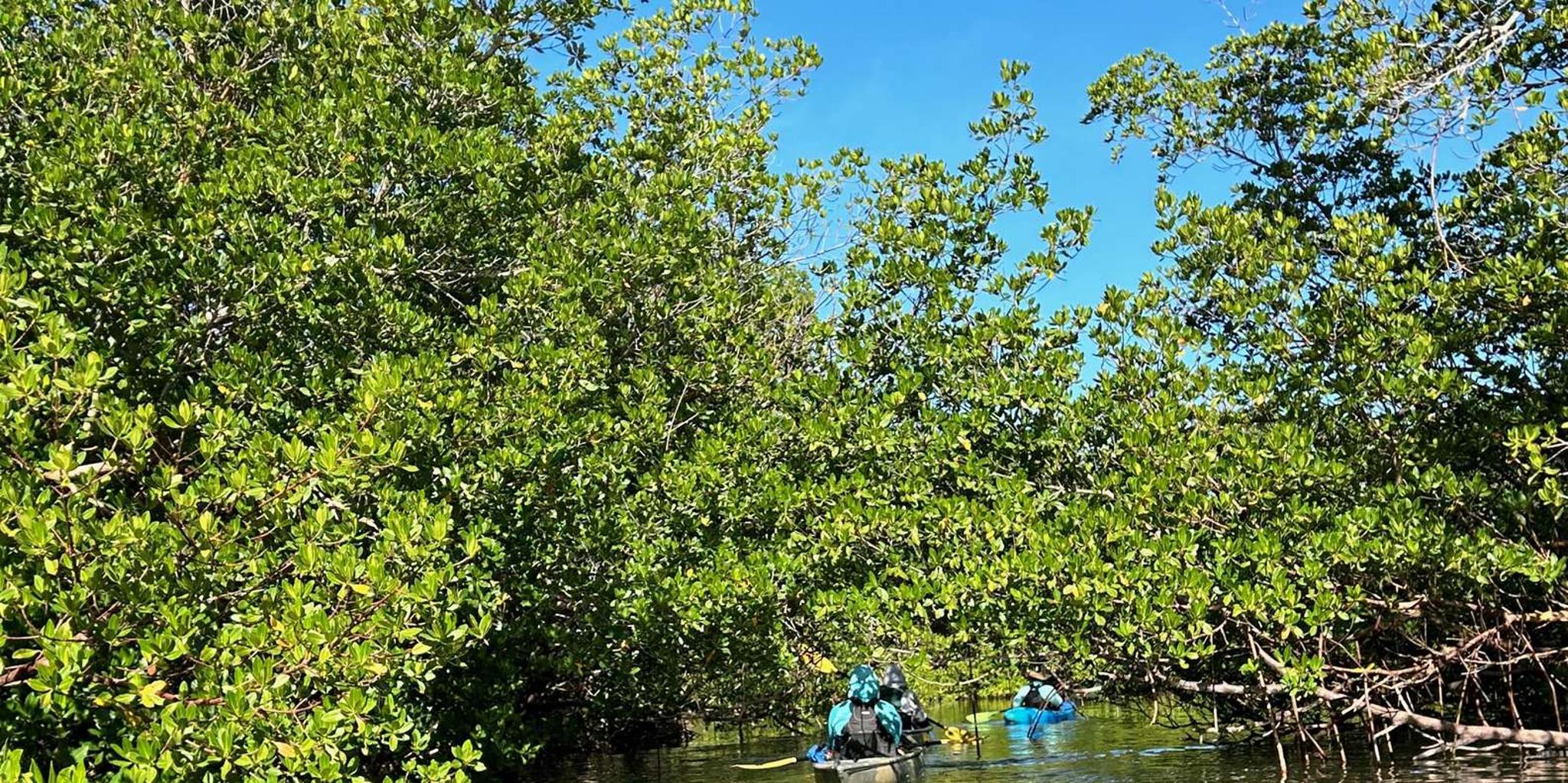 Marco Island Mangrove Kayak Tour 2hr - Image 1