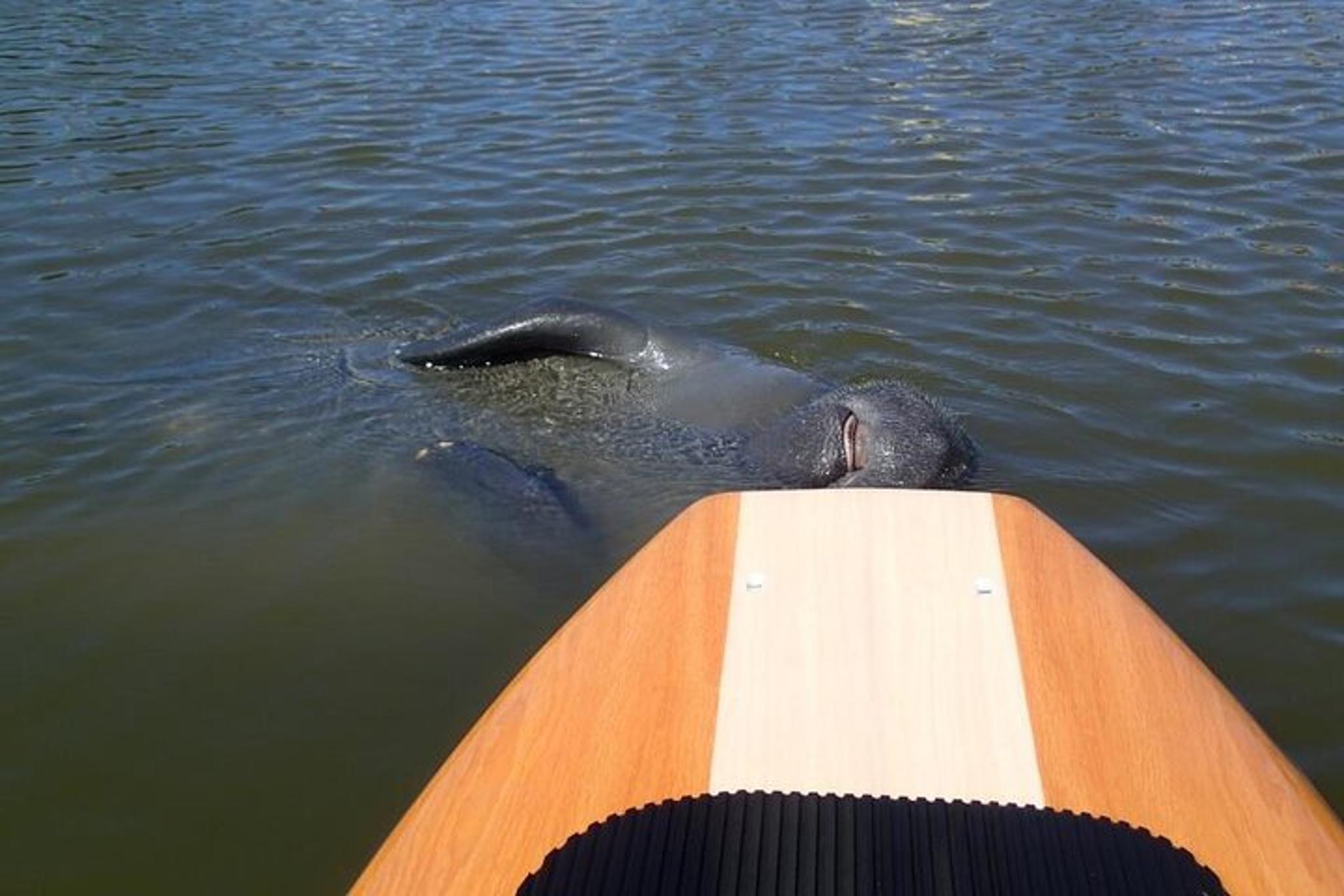 Merritt Island Dolphin and Manatee Adventure Tour - Image 4