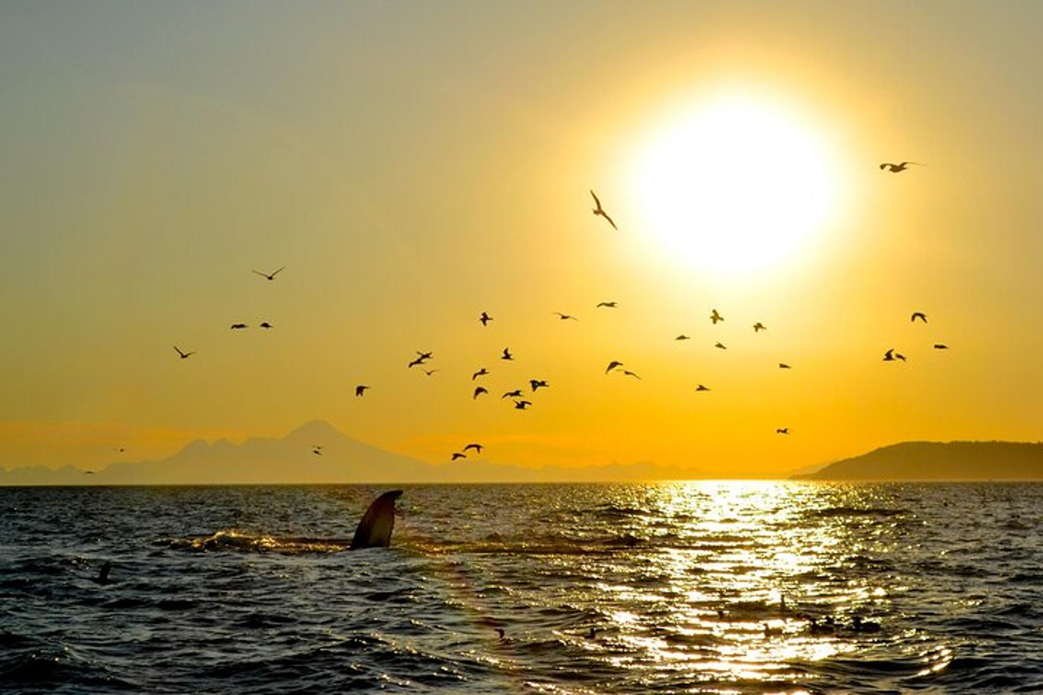 Kachemak Bay Wildlife Tour - Image 5