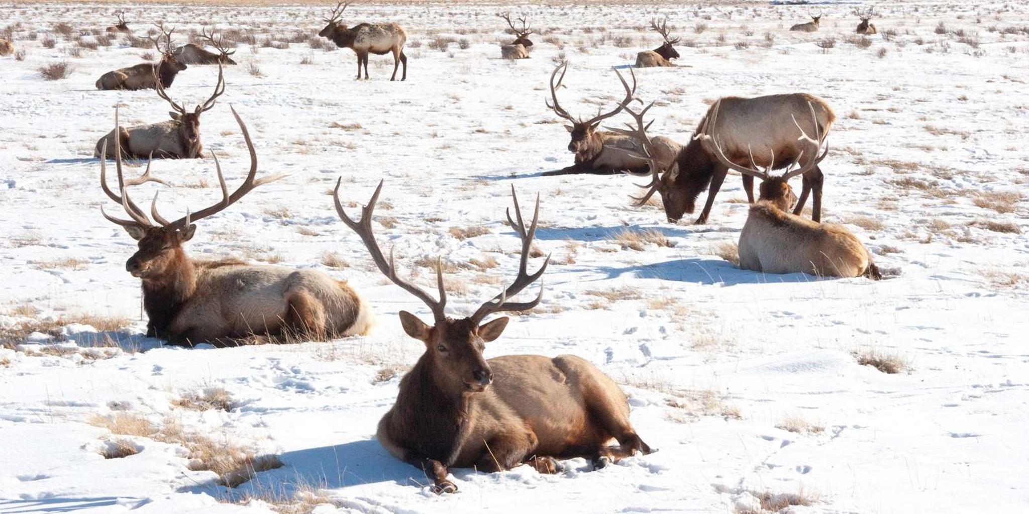 Jackson Hole Grand Teton Winter Wildlife Tour - Image 4