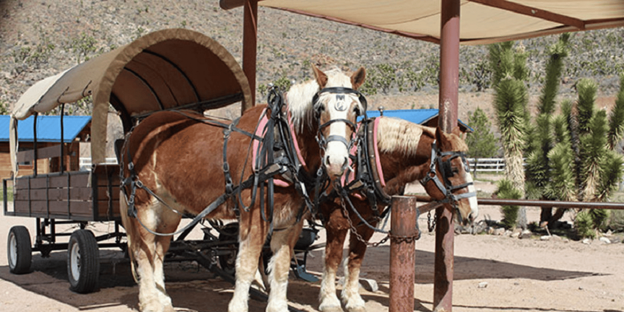 Las Vegas Grand Canyon Ranch Tour with Horseback Ride - Image 2