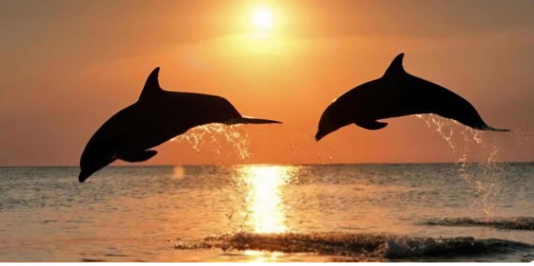 Clearwater Beach Sunset and Harbor Lights Cruise