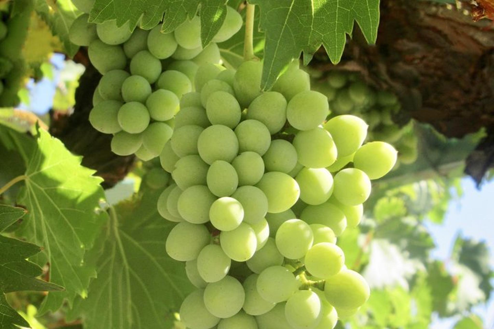 Napa & Sonoma Private Wine Tour 9 hr