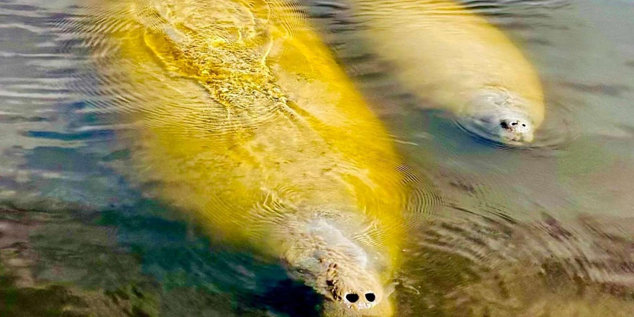 Naples Manatee Sightseeing and Wildlife Boat Tour