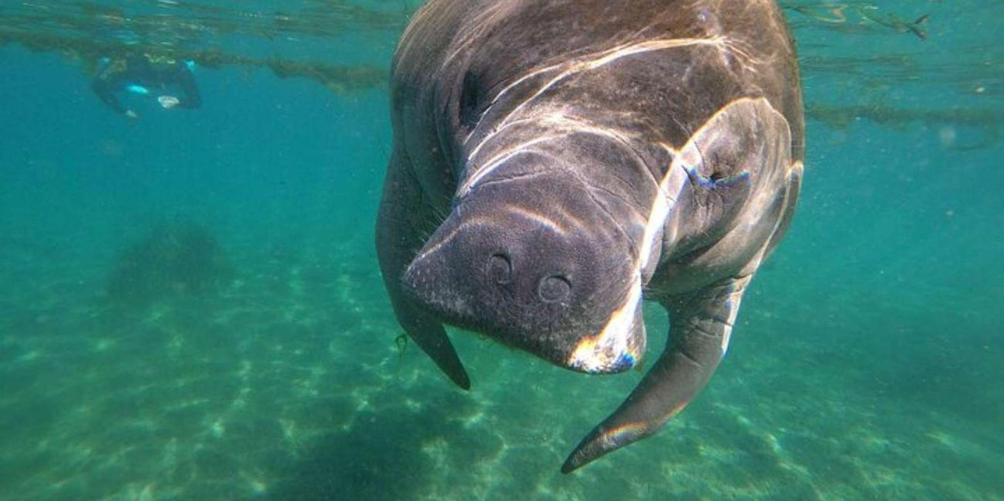 Crystal River Manatee Snorkel Tour 4 hr - Image 3