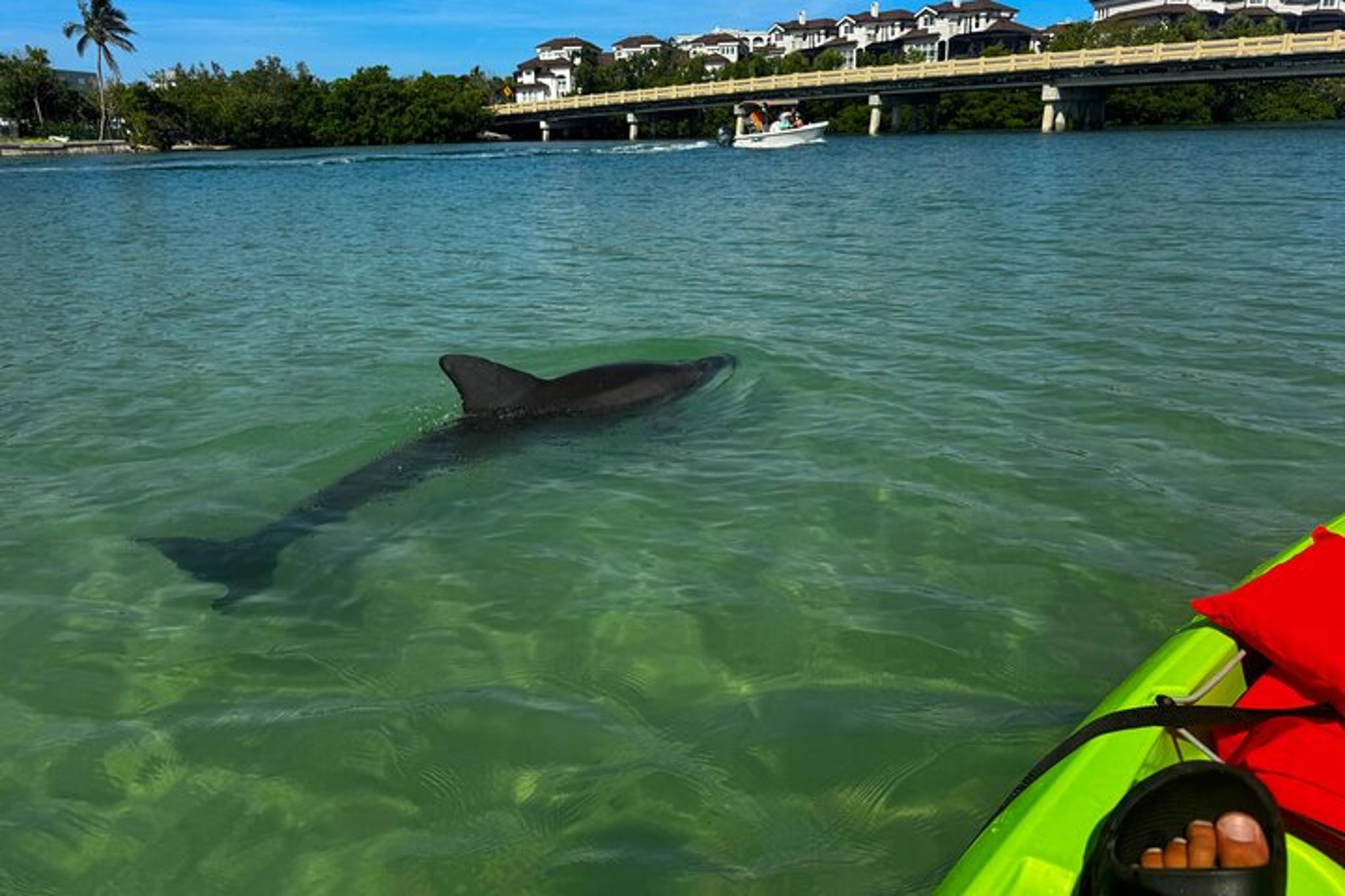 Bonita Springs Kayak EcoTour - Image 3