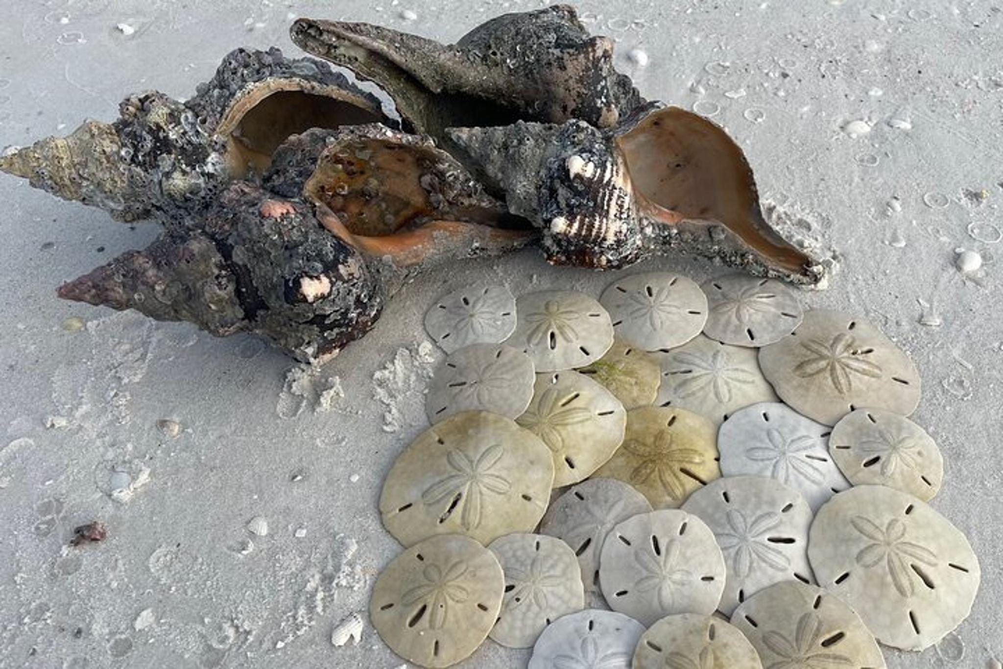 Marco Island Shelling Trip on Kice Island 3 hr