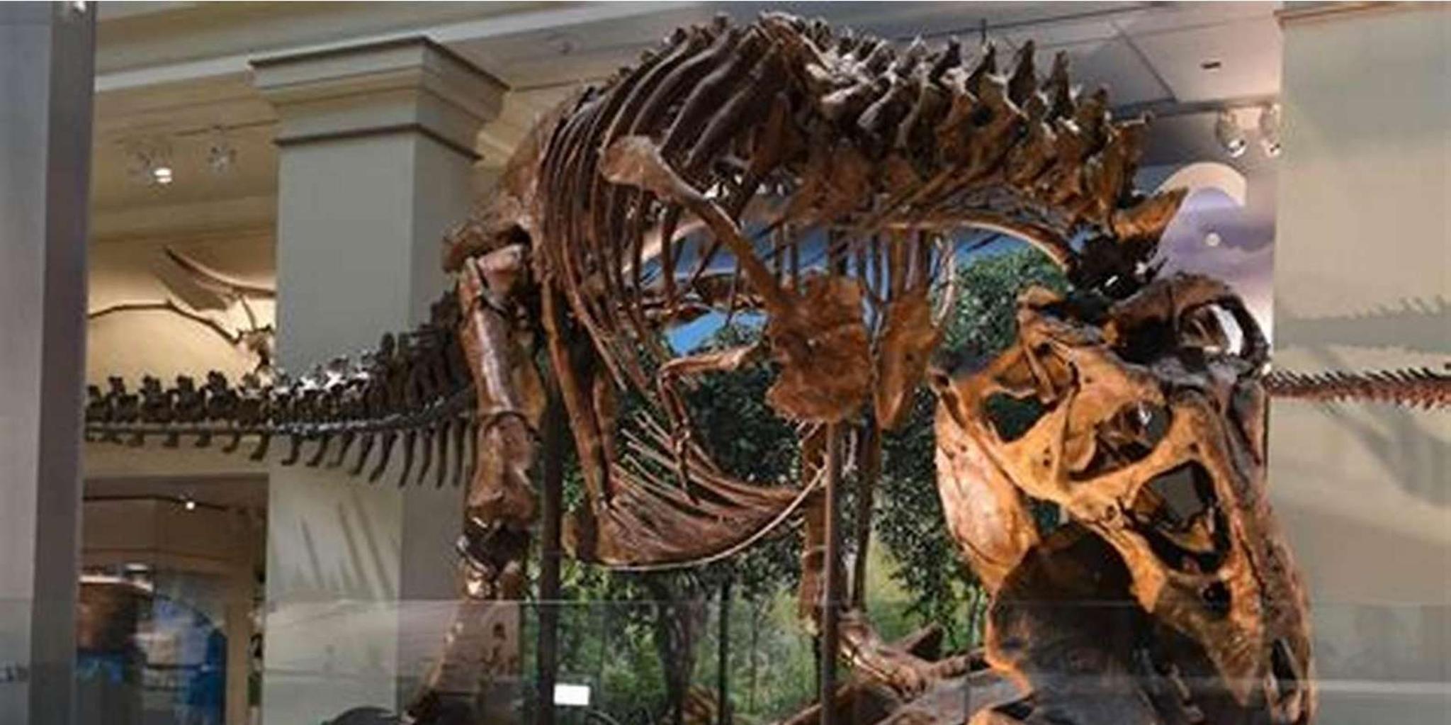 Washington DC History and Natural History Museum Tour 3 hr - Image 5
