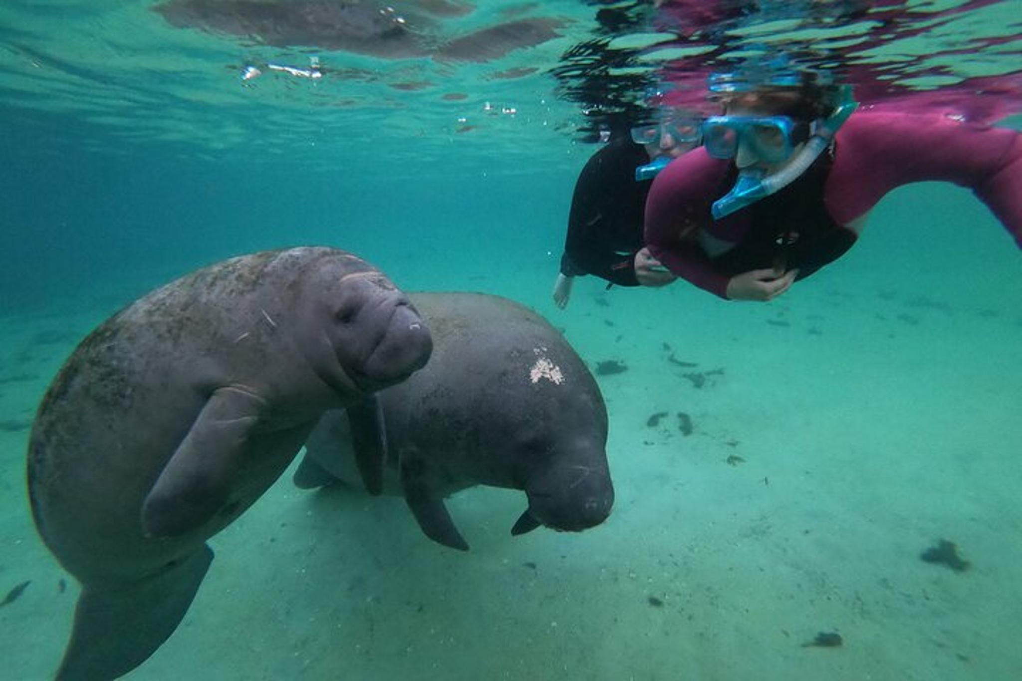 Crystal River Manatee Swim