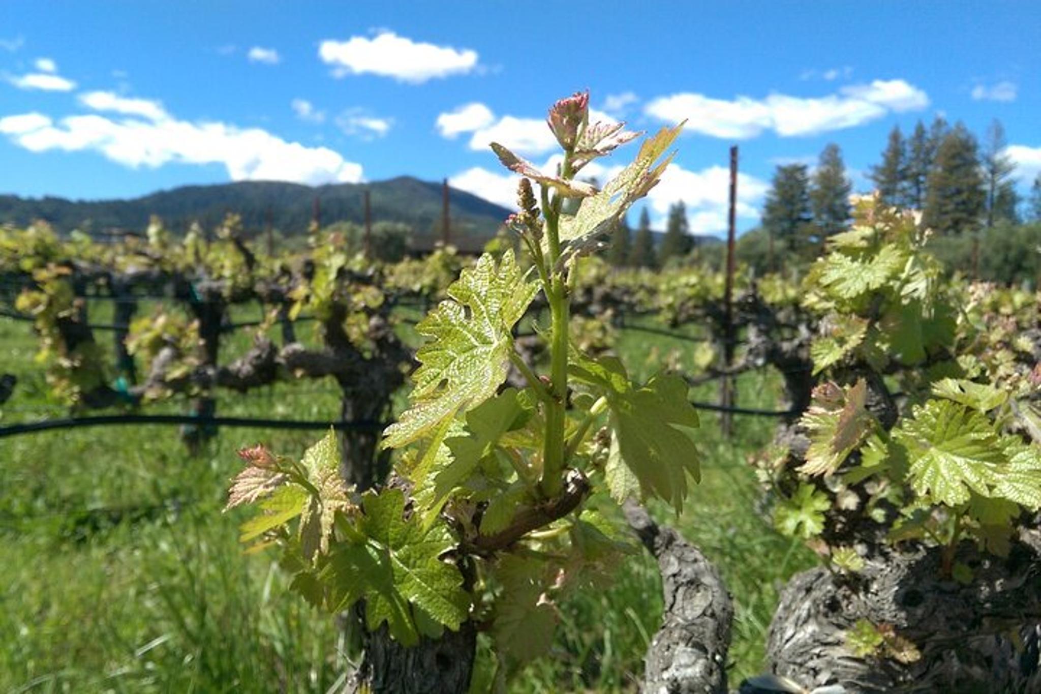 San Francisco Wine Country Tour 6 hr - Image 6