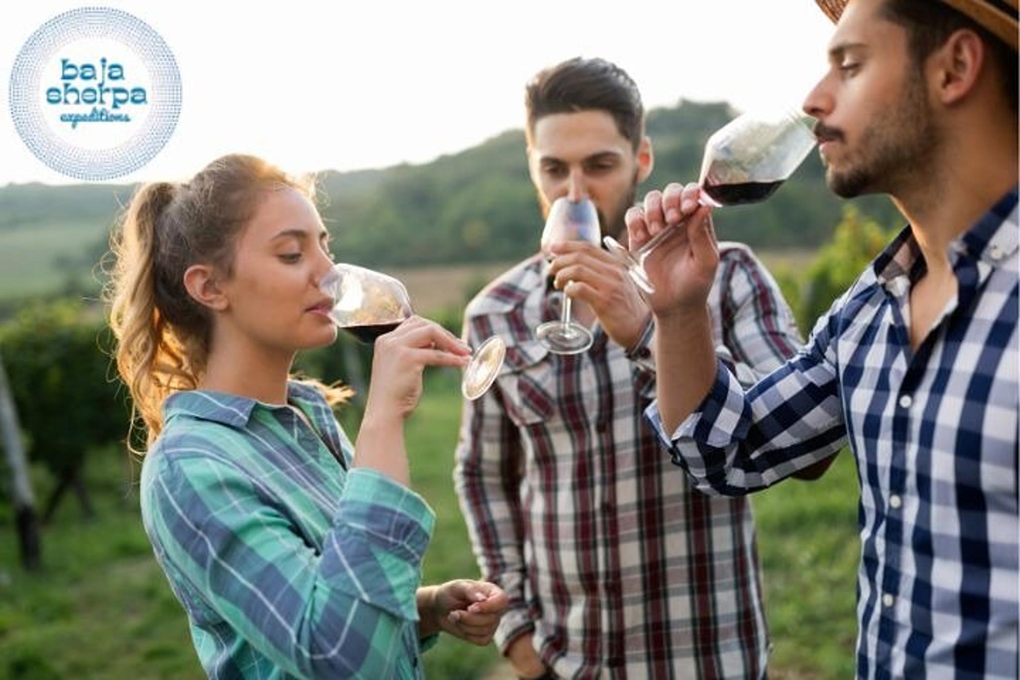 Valle de Guadalupe Wine Tour by Private Vehicle - Image 1