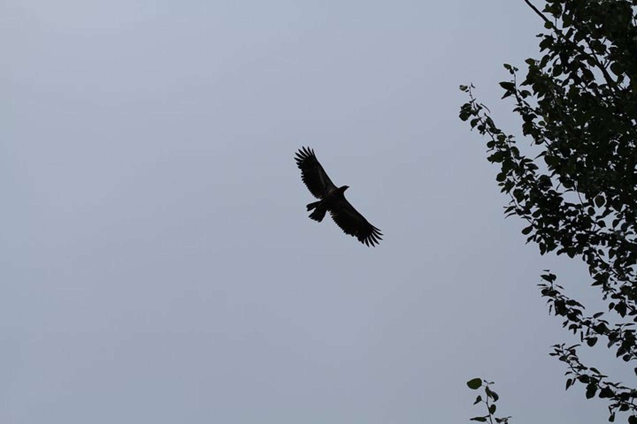 Haines Bald Eagle Preserve Float Tour - Image 6