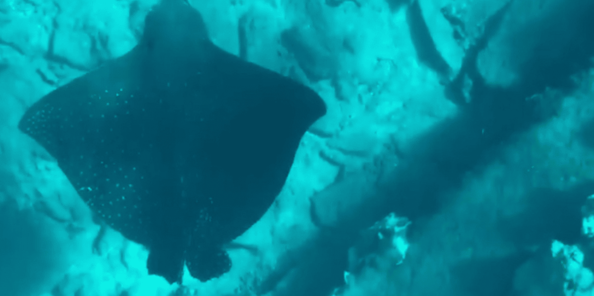 Maui Clear Bottom Kayak Rental - Image 6