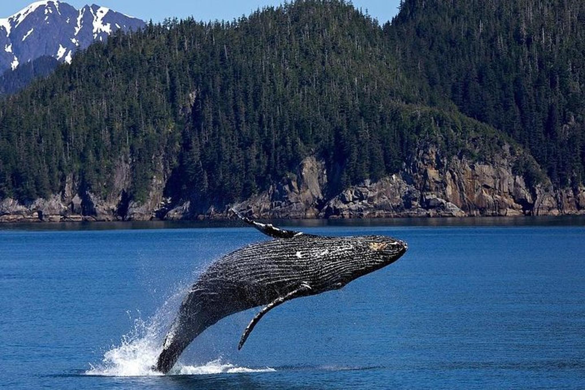 Icy Strait Whale Watching Tour - Image 4