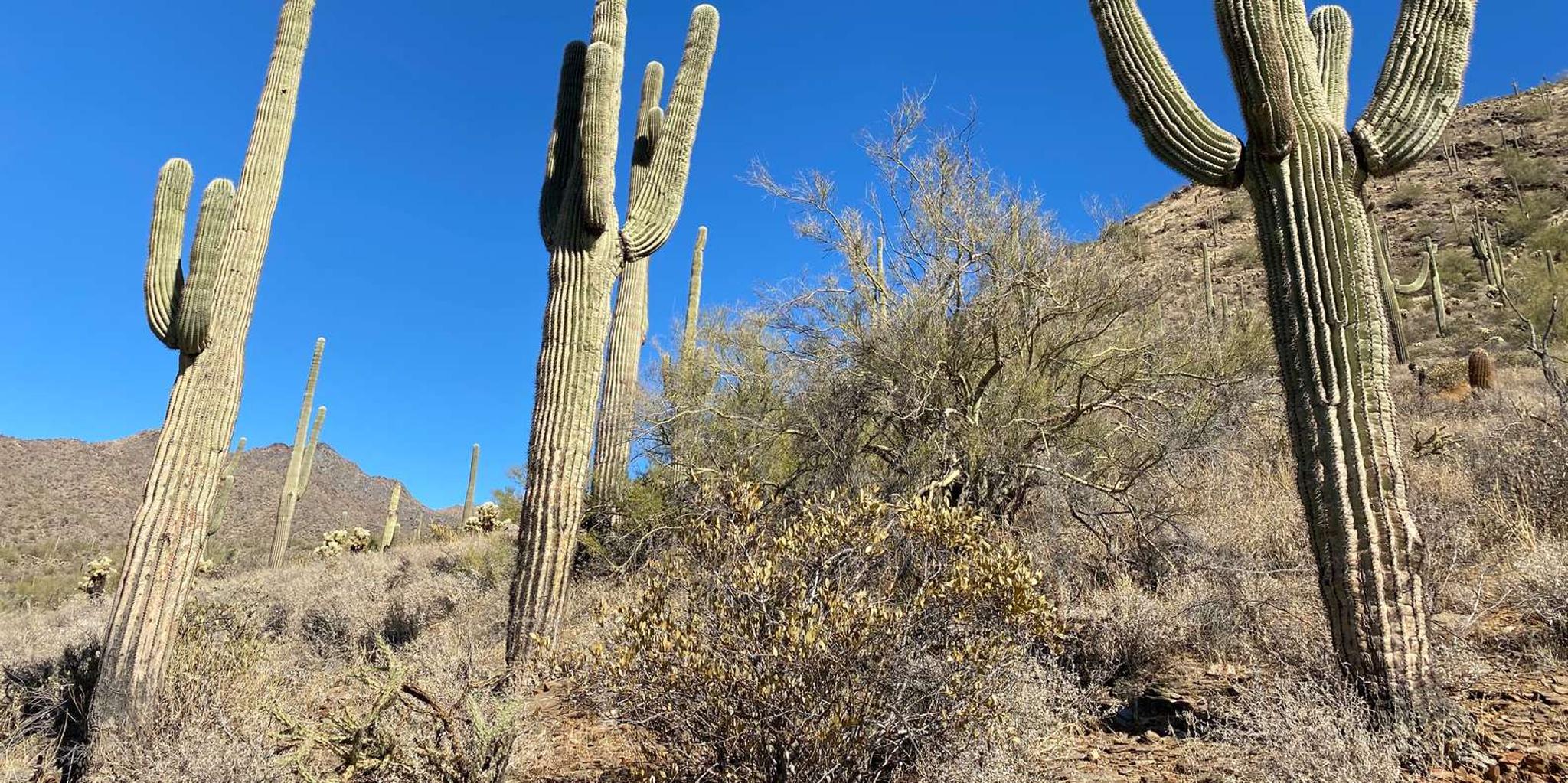 Phoenix Guided Hiking Adventure in the Sonoran Desert - Image 3