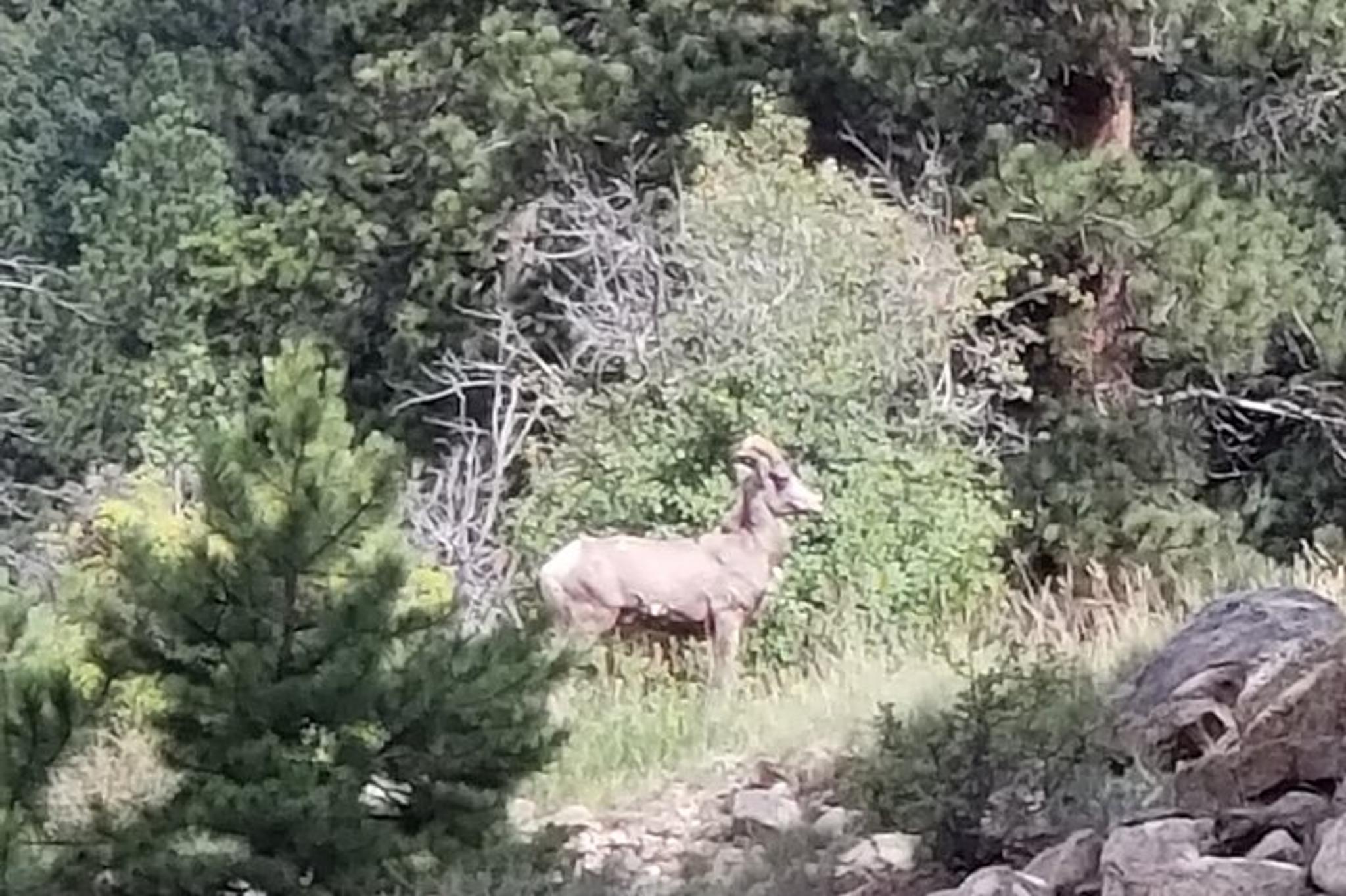 Rocky Mountain National Park to Grand Lake Tour - Image 6