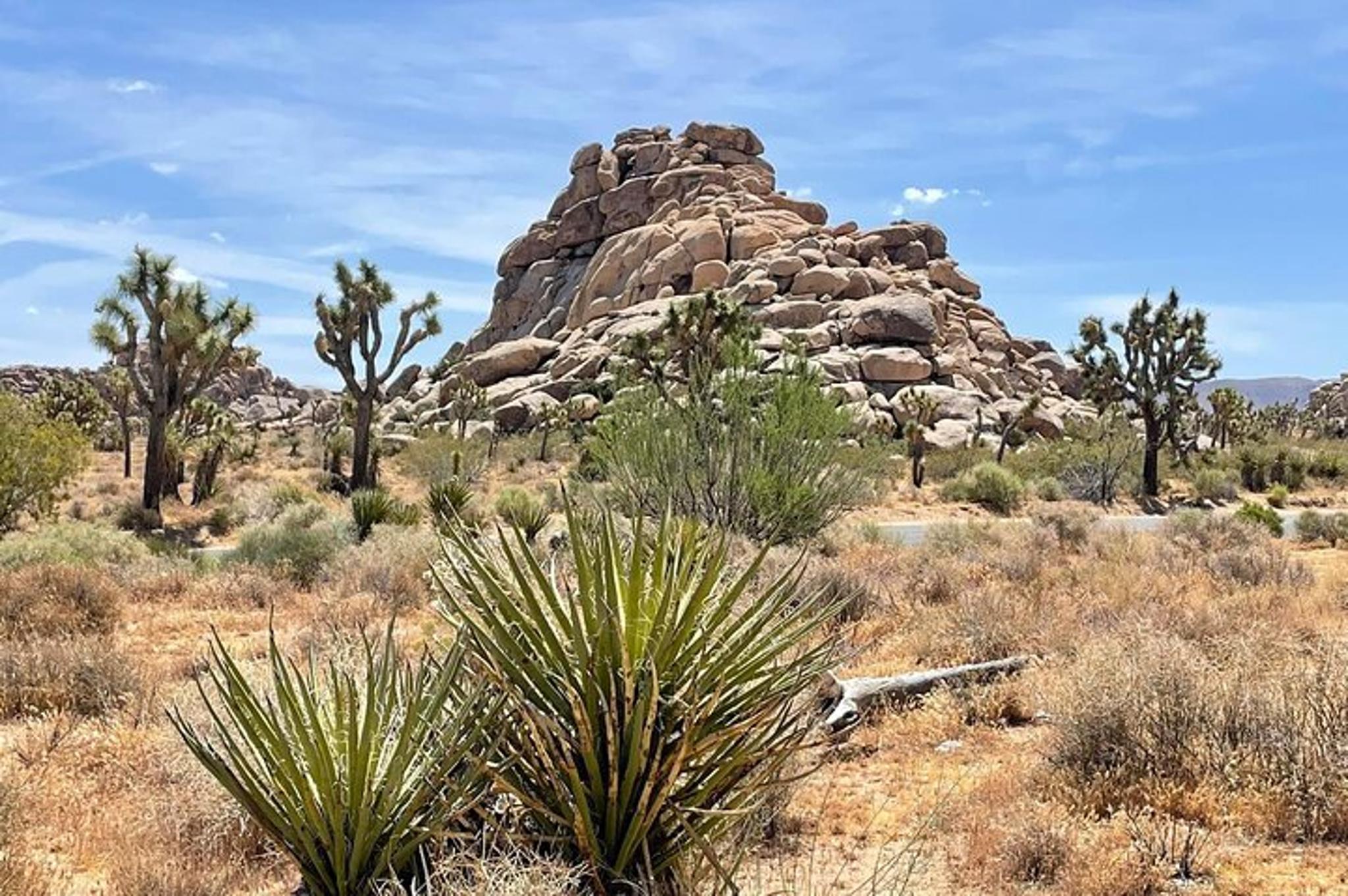 San Diego Joshua Tree National Park Day Trip - Image 6