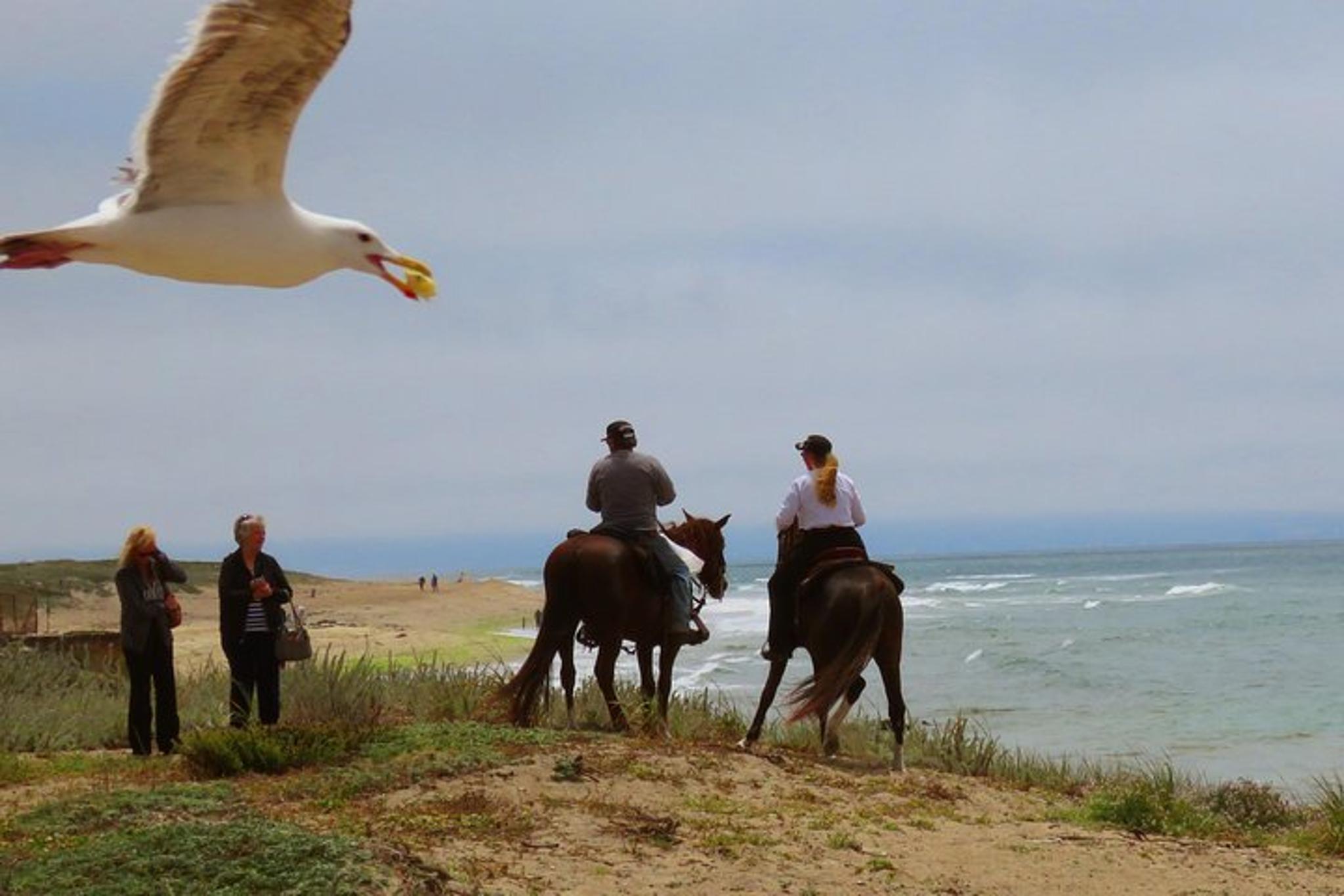 San Francisco Beach Horseback Ride & Alcatraz Tour - Image 3
