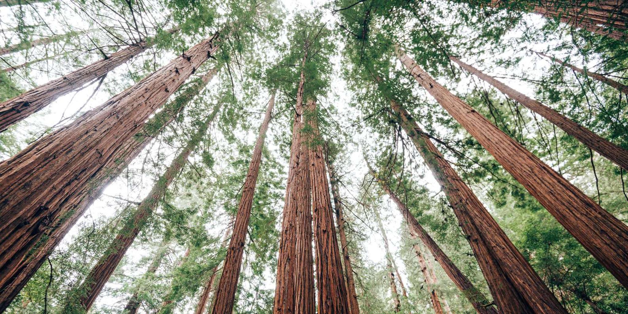 San Francisco Muir Woods and Sausalito Tour - Image 6