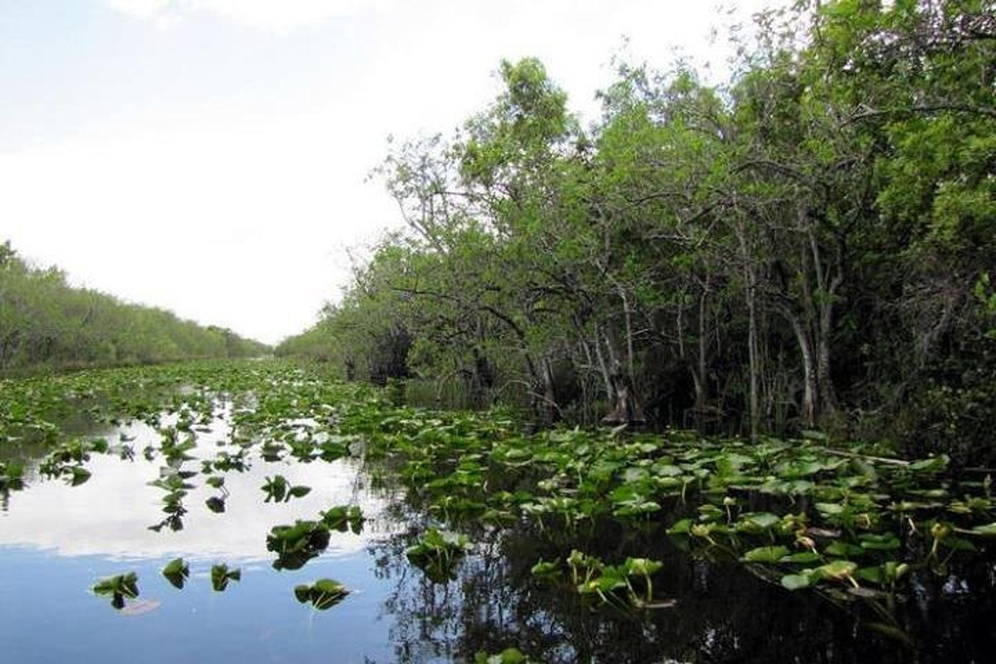 Miami Everglades Airboat & Alligator Tour - Image 4