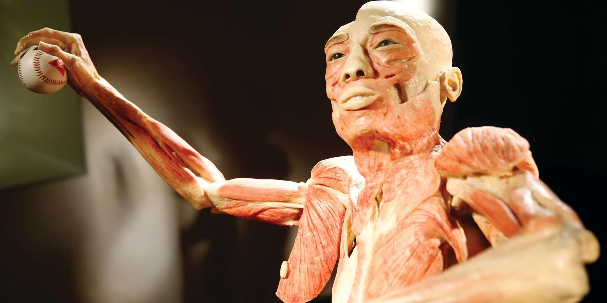 Las Vegas Bodies Exhibition at the Luxor 1 hr - Image 2