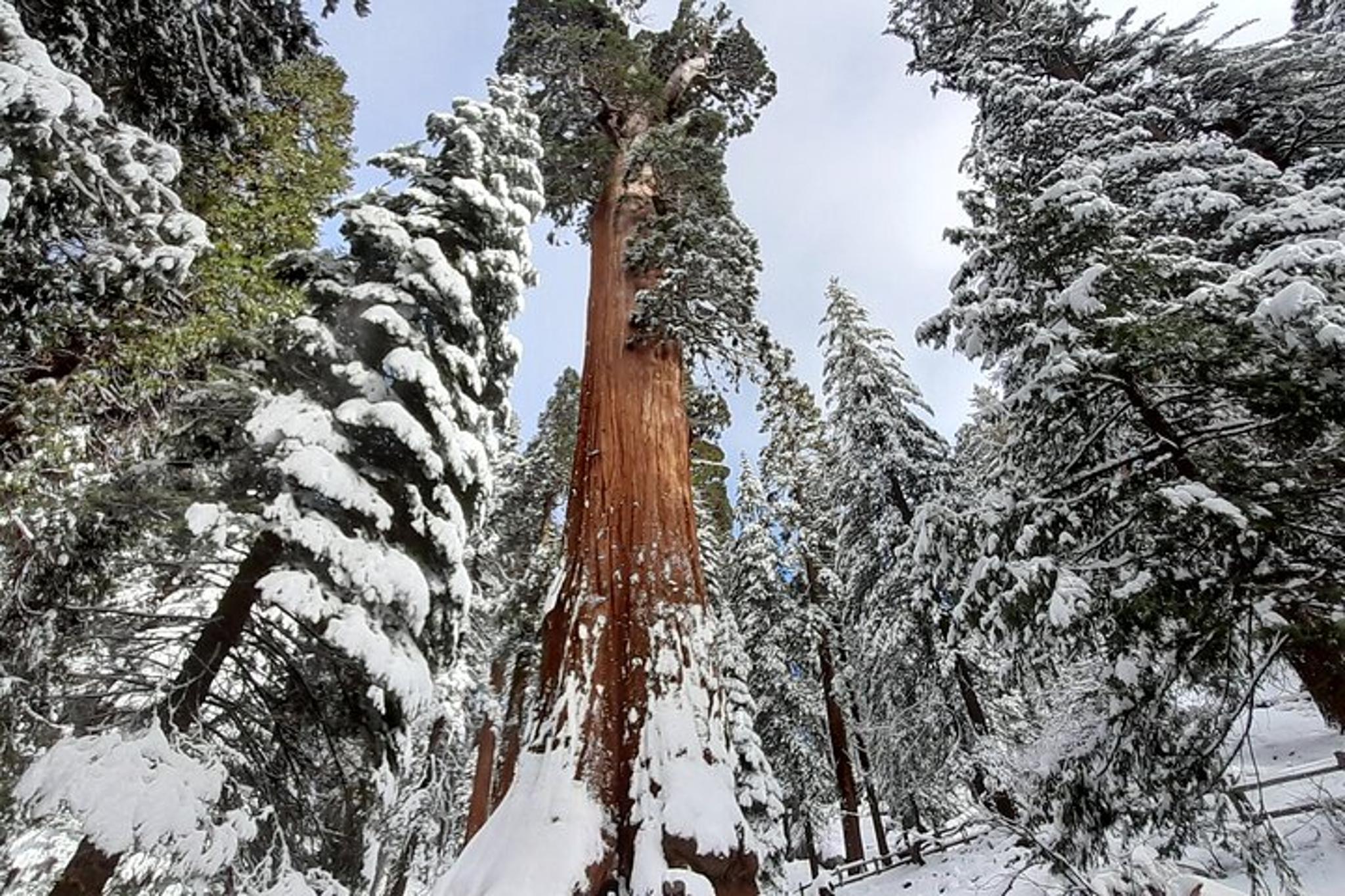 Fresno Sequoia Winter Tour 4 hr - Image 3