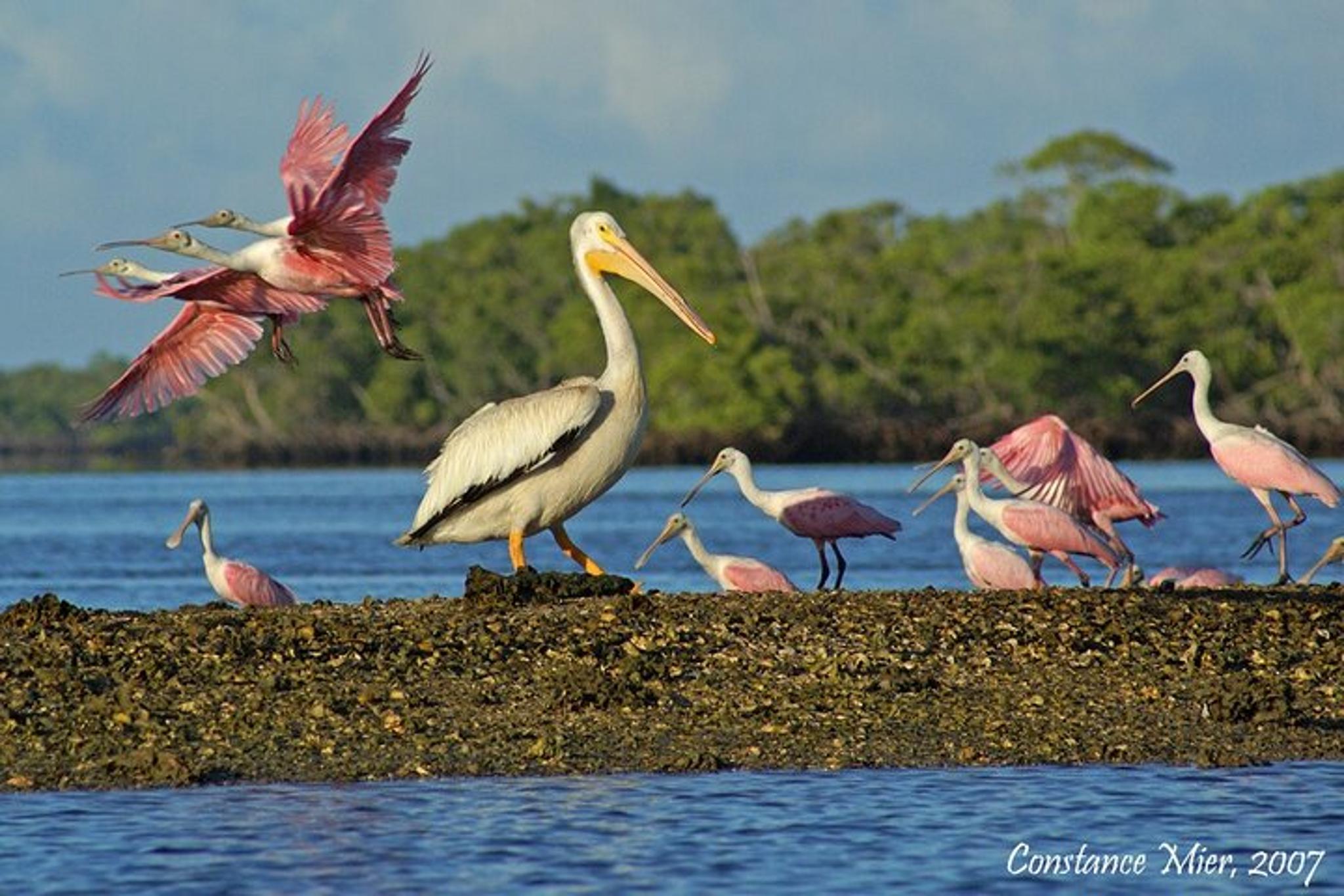 Everglades Birding, Dolphin, and Wildlife Boat Tour - Image 6