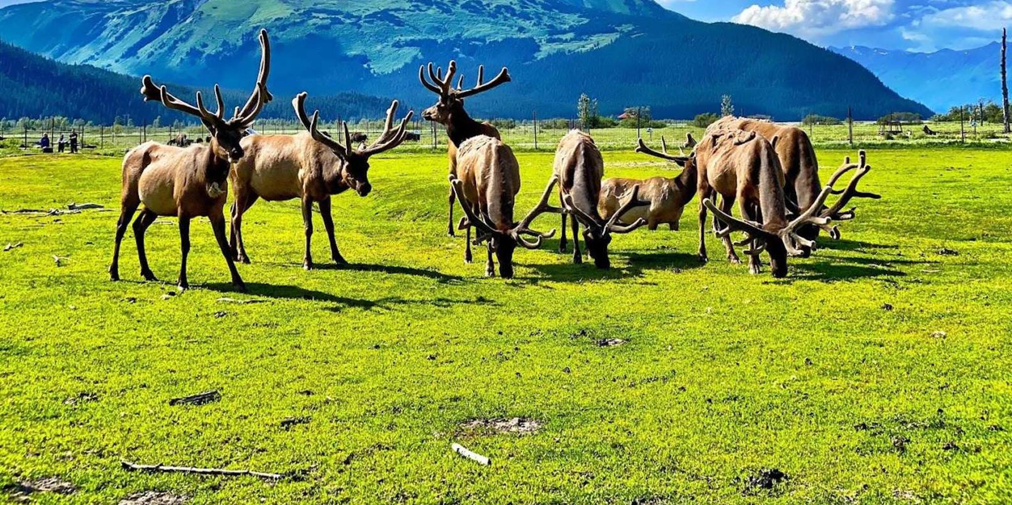 Anchorage Wildlife Center Tour with Lunch & Beer Tasting