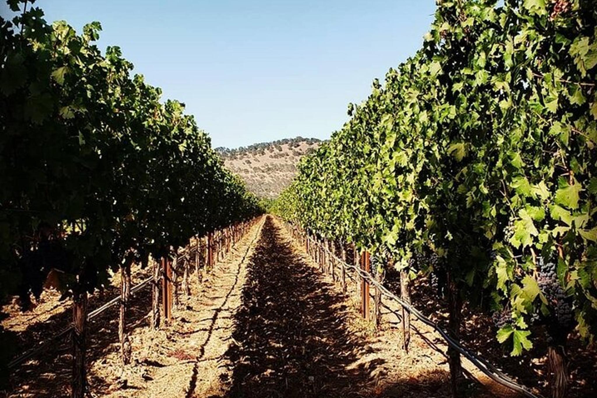 Napa Valley Wine Tour in a Luxury Vehicle 6 hr - Image 2