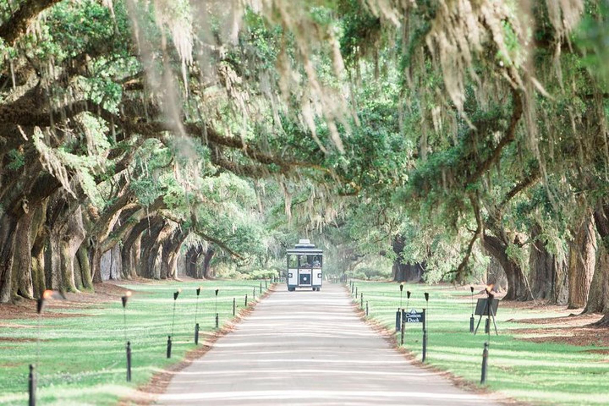 Charleston Plantation All-Access Tour