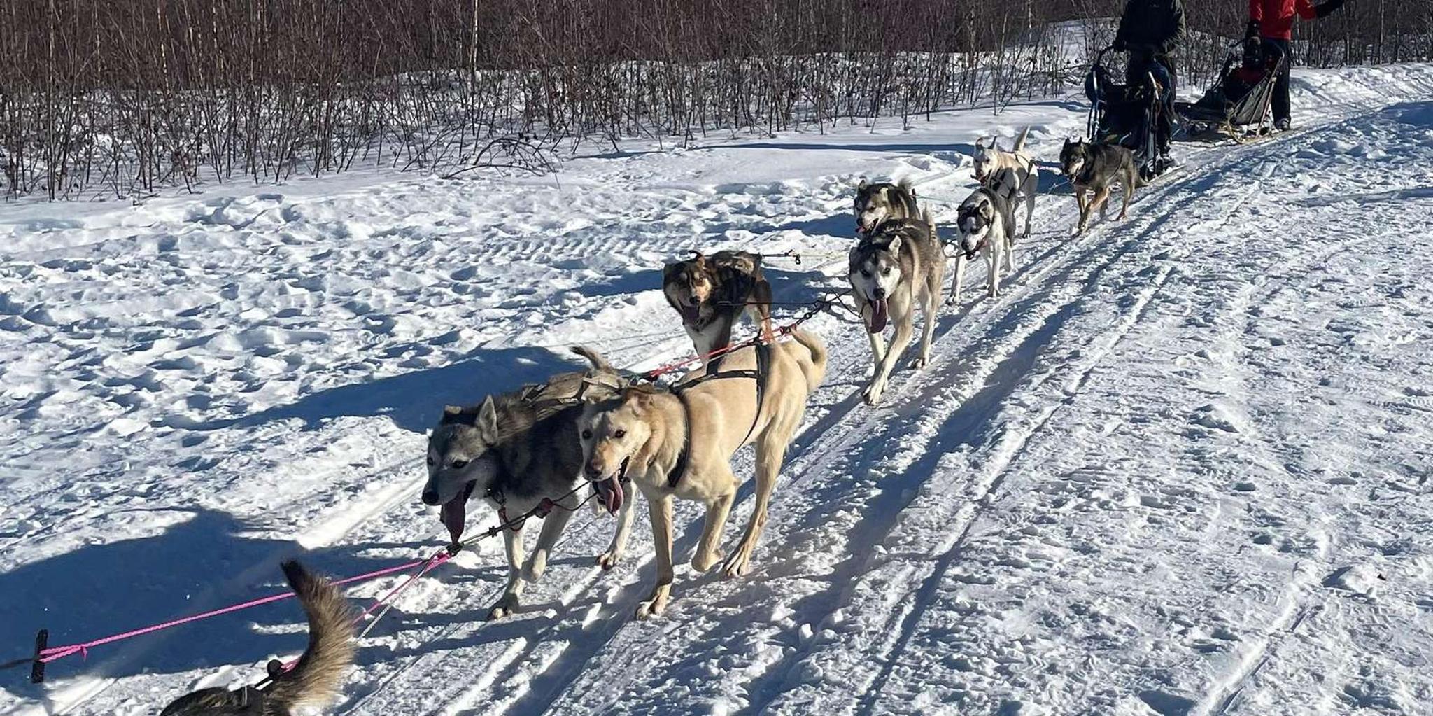 Fairbanks Dog Sledding Adventure