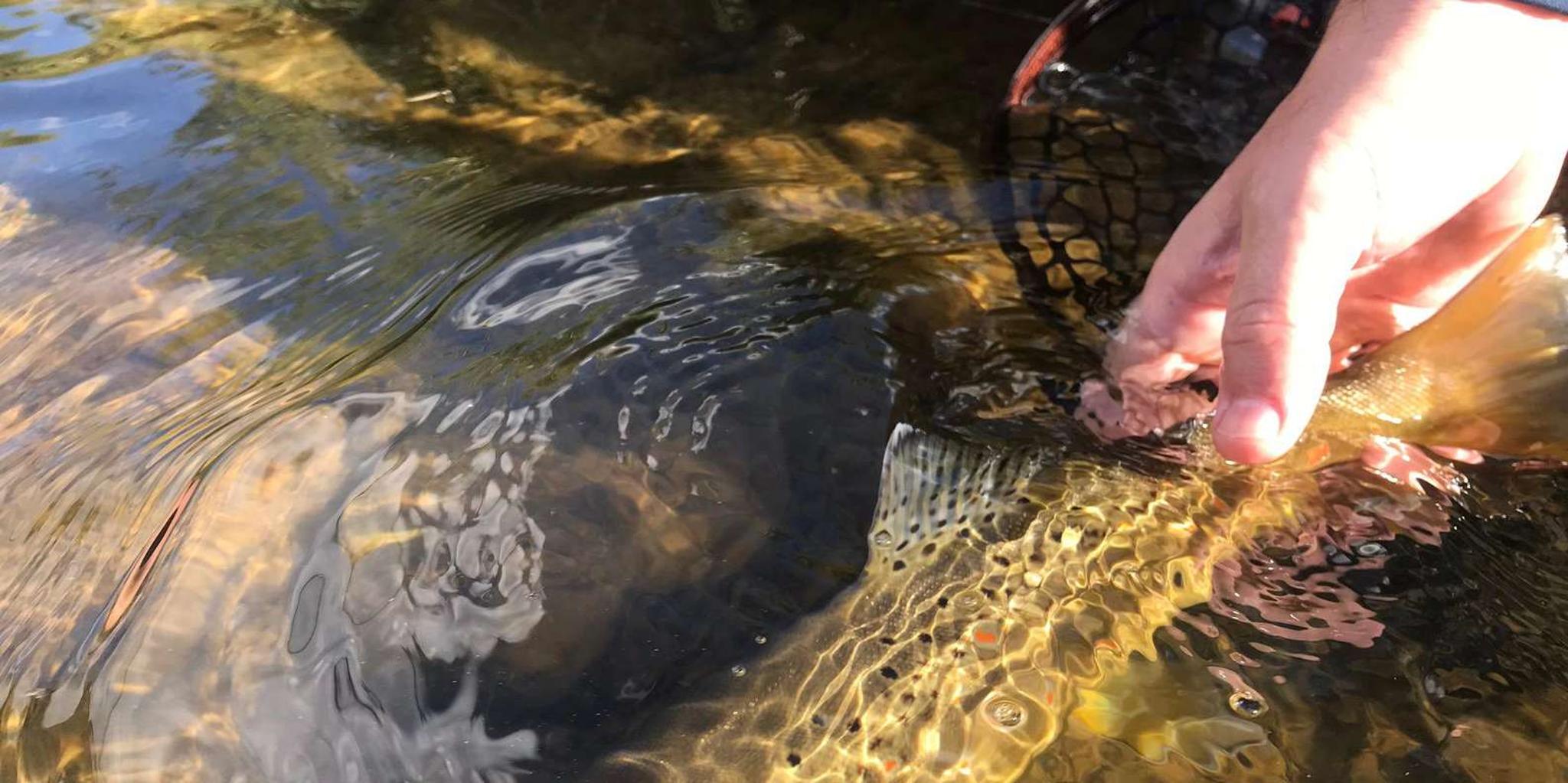 Heber Valley Fly Fishing Experience - Image 2