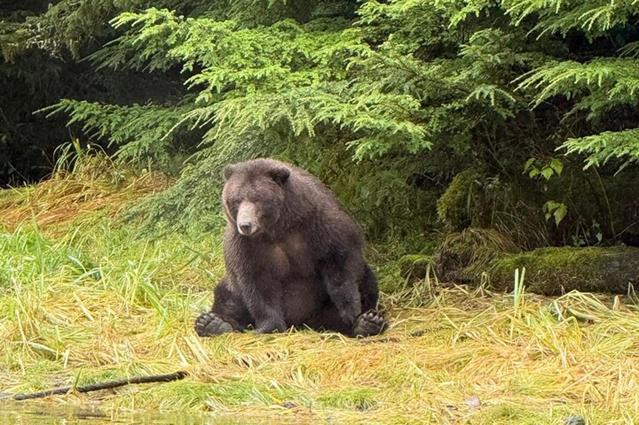 Sitka Whale Watching Wildlife Excursion - Image 5