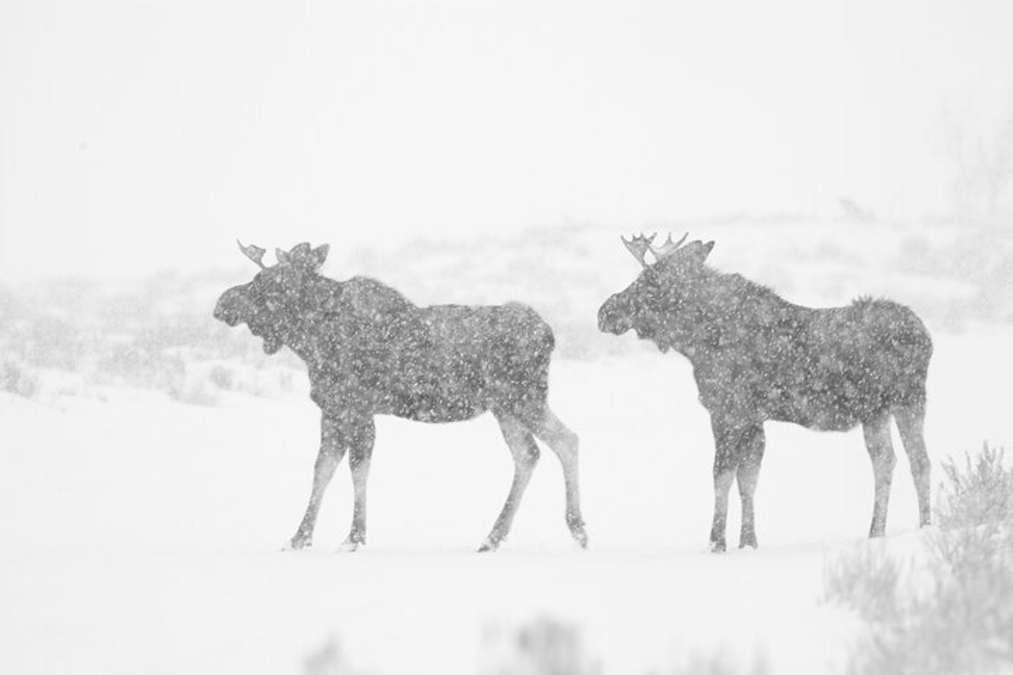 Jackson Hole Winter Wildlife Tour - Image 3