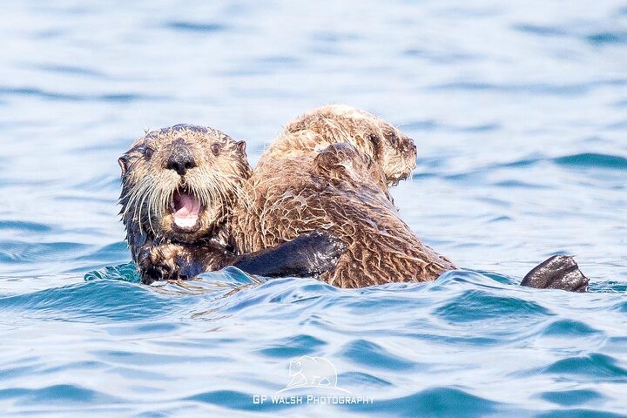 Kachemak Bay Wildlife Tour - Image 5