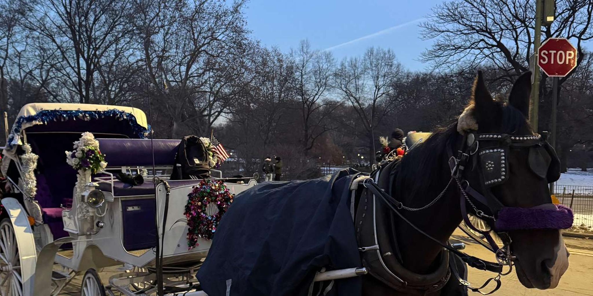 New York City Christmas Lights Horse Carriage Ride - Image 6