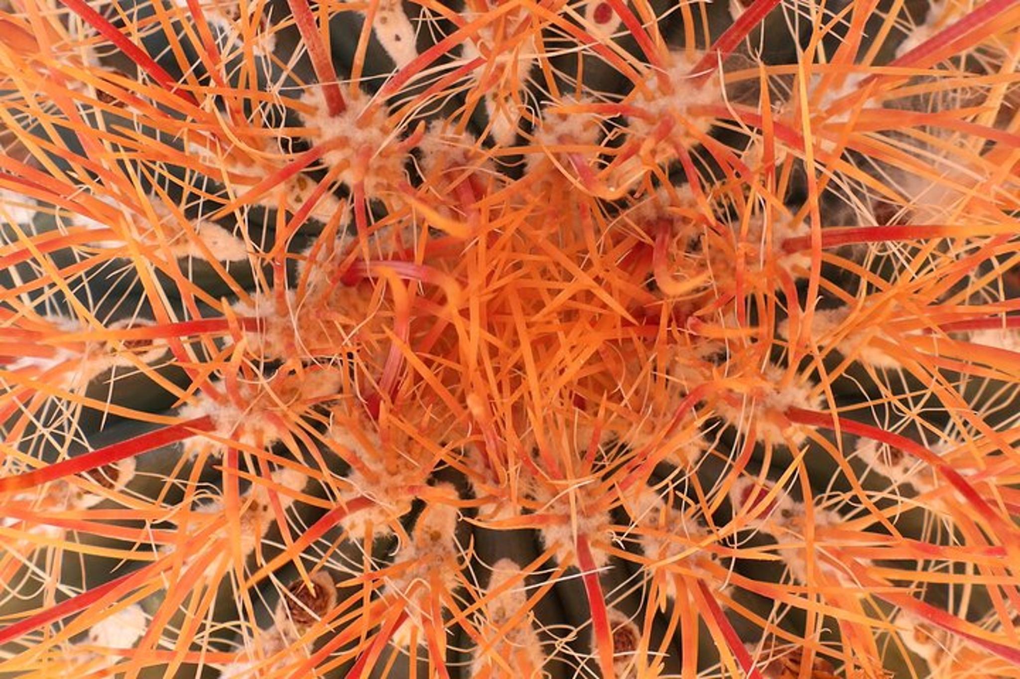 Joshua Tree National Park Adventure - Image 4