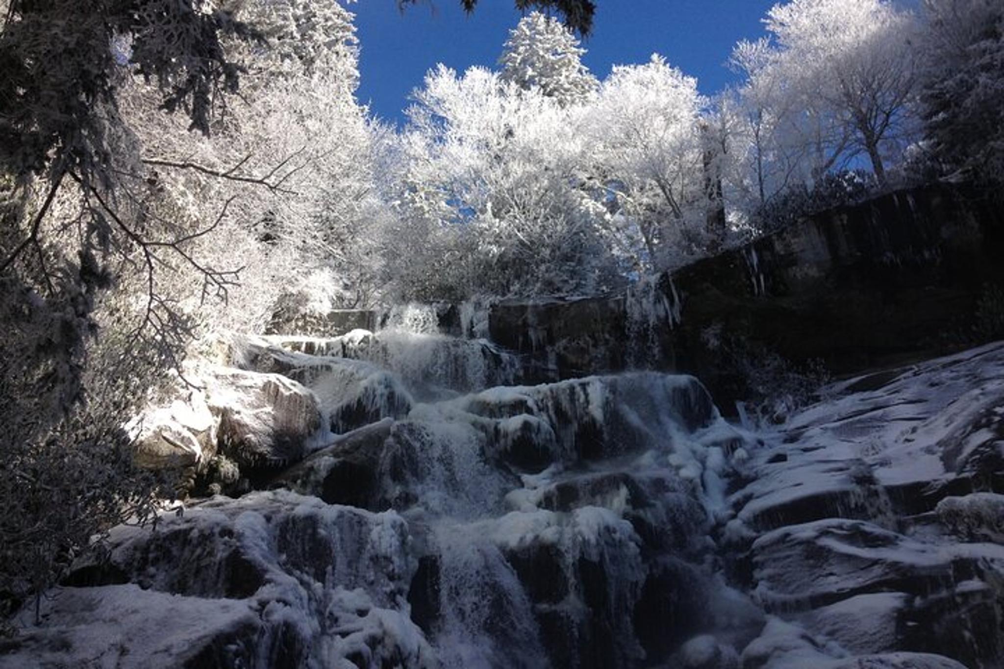 Gatlinburg Old Growth Forest Hike - Image 5
