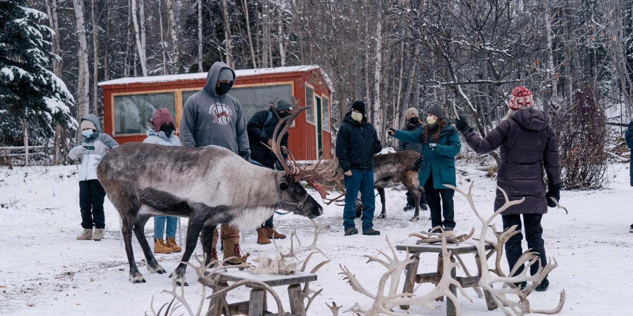 Fairbanks Reindeer Walk with Transportation 4 hr - Image 5