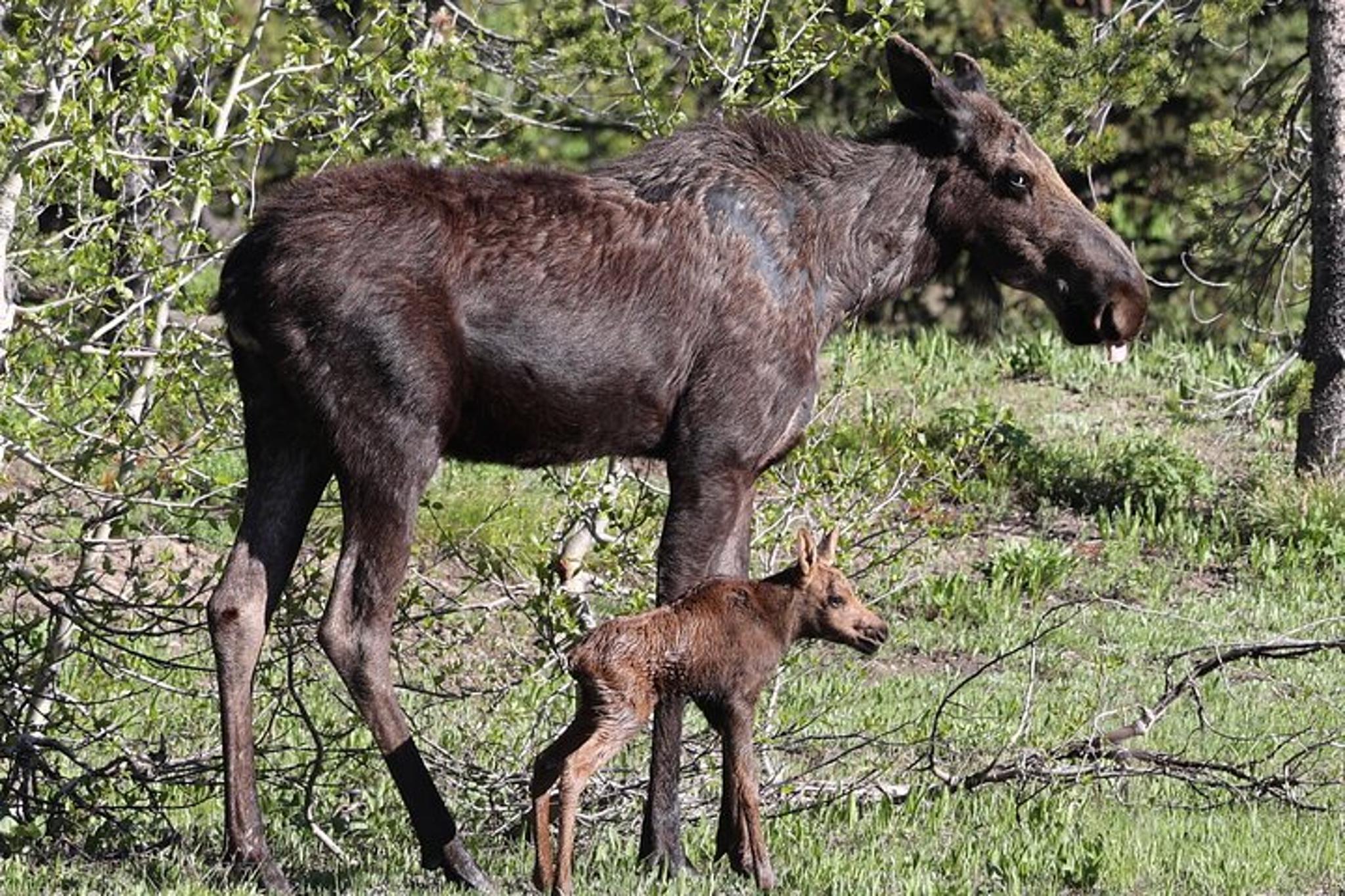 Grand Teton National Park Wildlife Tour - Image 5