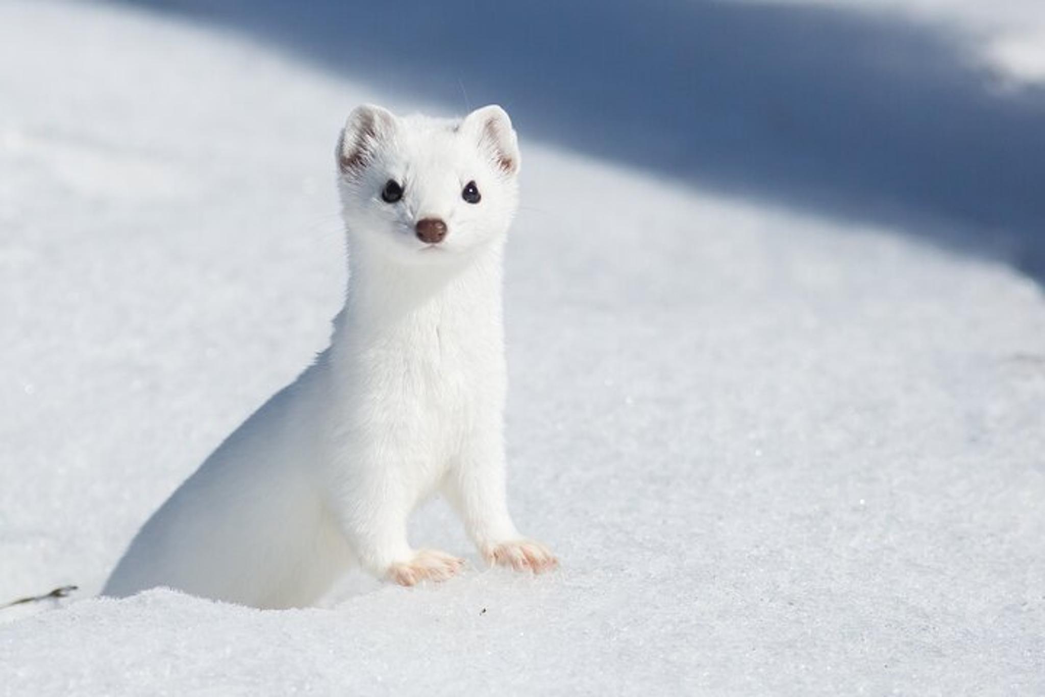 Jackson Hole Winter Wildlife Tour
