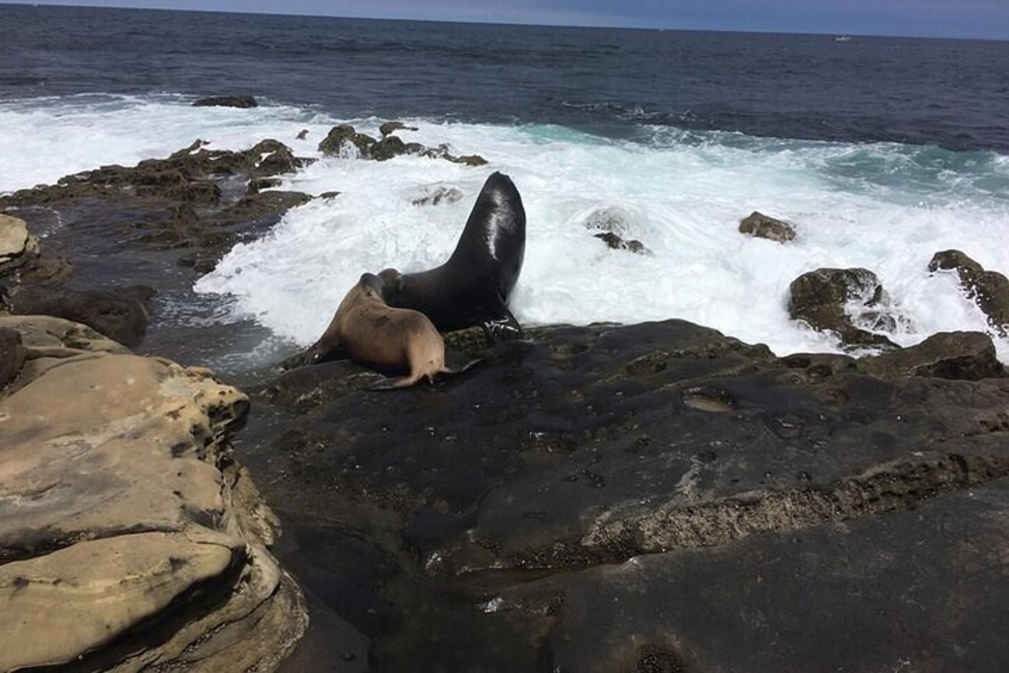 San Diego Private Tour from La Jolla - Image 3